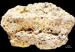 Yaşamın tarihi yeniden yazılabilir