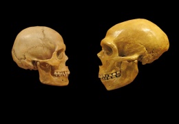 Evcilleşmenin anatomisi