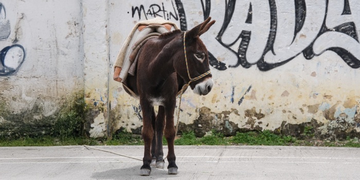 Kolombiya'da bir eşek